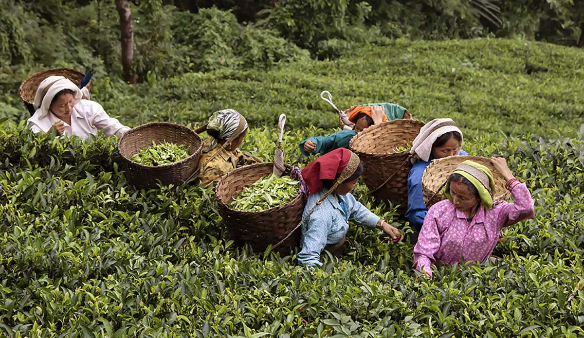 頭扛茶簍手摘茶，採茶女忙秋茶。(攝影/安培淂)